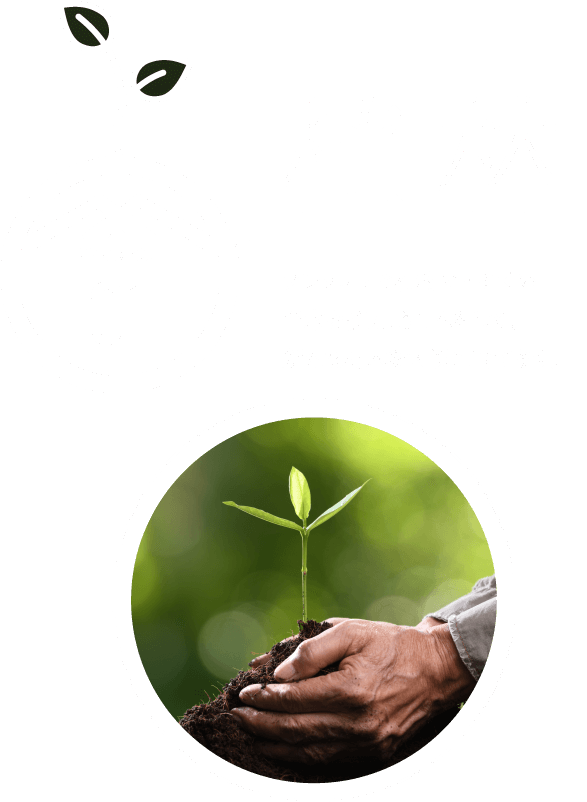 01 植林 フレッシュで花粉の出にくい苗木を植え、さし木をして、新たな材木を大切に育てます。