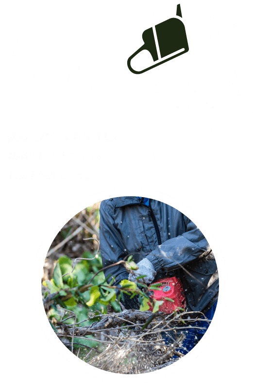 02 伐る 熟練工が間伐や伐採など森林の樹木を手入れし、丸太を生産します。