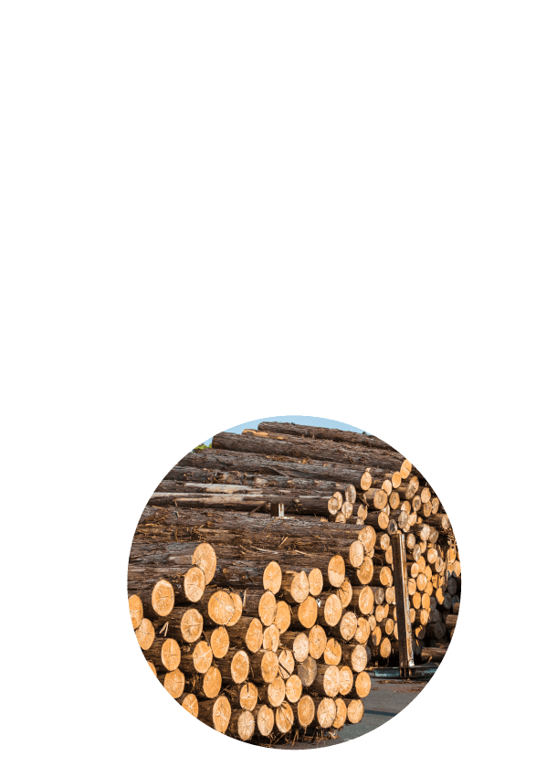 丸太 様々な材料・原料として用いるために伐採された樹木を素材とし出荷できる状態で保管（乾燥）します。